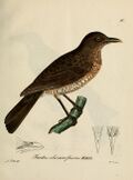 A color drawing of a brown bird with a white underbelly standing on a branch