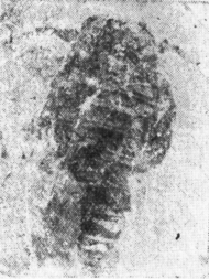 Unionopterus anastasiae fossil.png