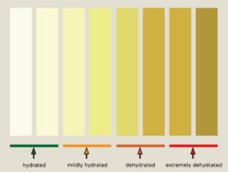 Urine Hydration chart.svg