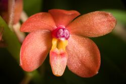 Vanda curvifolia (Lindl.) L.M.Gardiner, Phytotaxa 61 49 (2012) (46778818024).jpg