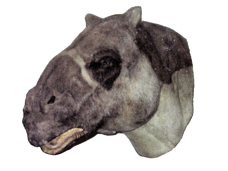 File:Walk With Beasts exhibition Ancylotherium model.jpg