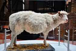 World-famous sheep (28147270737).jpg
