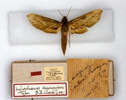 Xylophanes kaempferi holotype (Paraguay, Caaguazu) (CMNH) female upperside.jpg