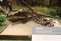 Youngosuchus-Paleozoological Museum of China.jpg