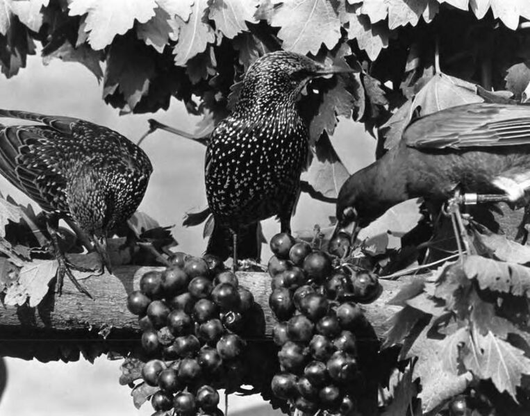 File:2 starlings and a robin on grape arbor. - DPLA - 9cd7742aa67b676375f64c4402dee2c2.jpg