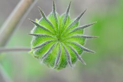 Abutilon theophrasti 002.jpg