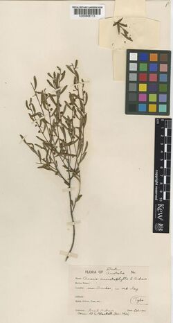 Acacia ancistrophylla.jpg