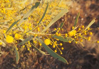 Acacia murrayana flowers.jpg