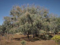 Acacia paraneura habit.jpg
