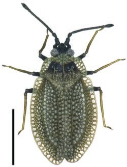 Acalypta marginata dorsal habitus.jpg