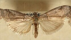 Acrobasis.obliqua.mounted.jpg