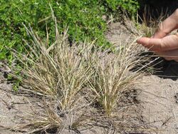 Agrostis blasdalei.jpeg