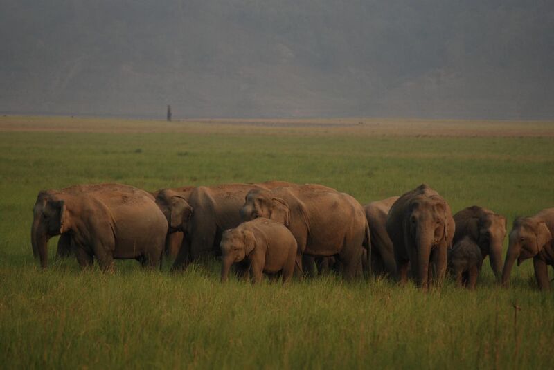 File:An elephant herd at Jim Corbett National Park.jpg