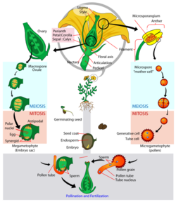 Angiosperm life cycle diagram-en.svg