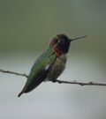 Anna's Hummingbird- San Joaquin Wildlife Sanctuary (4415114665).jpg