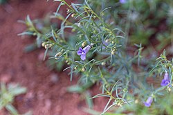 Anticharis senegalensis-0996 - Flickr - Ragnhild & Neil Crawford.jpg