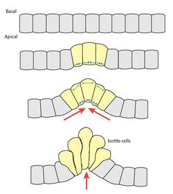 apical constriction of bottle cells initiates invagination.