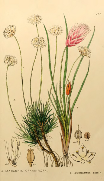 File:Appendix to the first twenty-three volumes of Edwards's Botanical Register - Plate 7.png