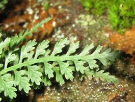 The tip of a fern frond with lacy pinnae and a green axis
