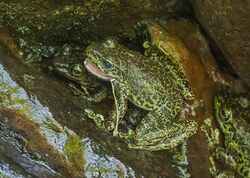Assam cascade Frog, Assam.jpg