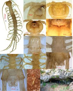 Australobius tracheoperspicuus (10.3897-zookeys.795.28036) Figures 1–12.jpg