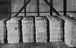 Bales of flax fibre ready for market ATLIB 306055 (cropped).png
