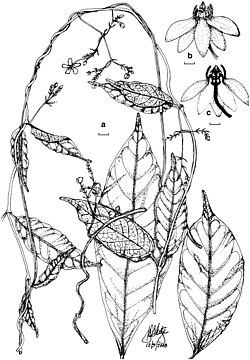 Batesanthus pseudopalpus.jpg