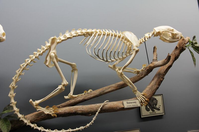 File:Binturong skeleton.jpg