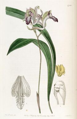Bletia reflexa - Edwards vol 21 pl 1760 (1836).jpg