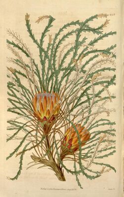Botanical Magazine 3513 Dryandra tenuifolia(pl).jpeg