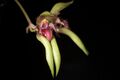 Bulbophyllum pingtungense (s-wild Taiwan) S.S.Ying & S.C.Chen in S.S.Ying, Coloured Ill. Indig. Orchids Taiwan 1- 499 (1985) (31572444372).jpg