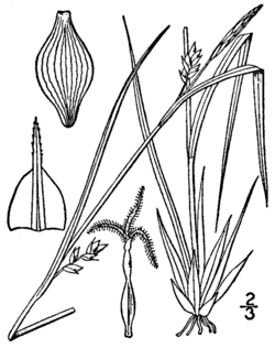 Carex oligocarpa BB-1913.png