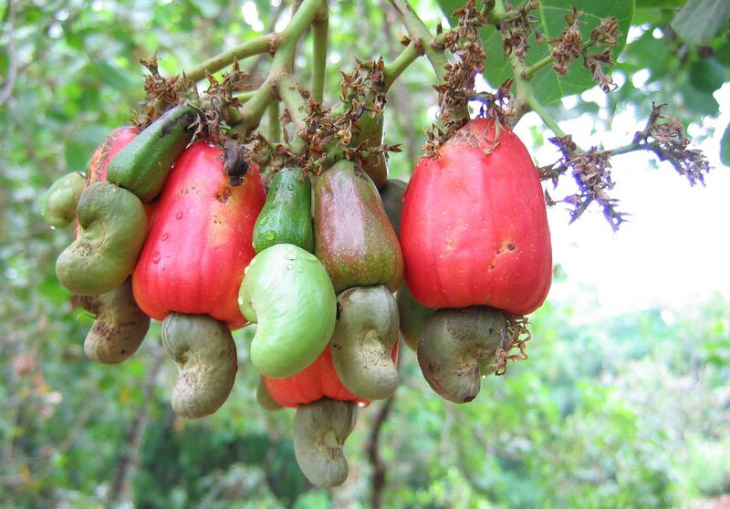 File:Cashewnuts hanging on a Cashew Tree.jpg
