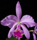 Cattleya warneri T.Moore ex R.Warner, Select Orchid. Pl. t. 8 (1862) (46699509212) (cropped).jpg