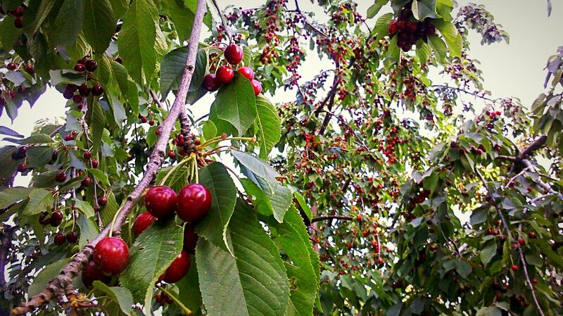 File:Cherry trees in Tehran..jpg