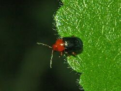 Chrysomelidae - Podagrica malvae-1.jpg