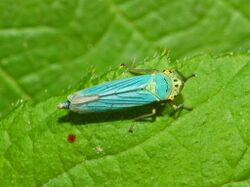 Cicadellidae - Cicadella viridis.JPG