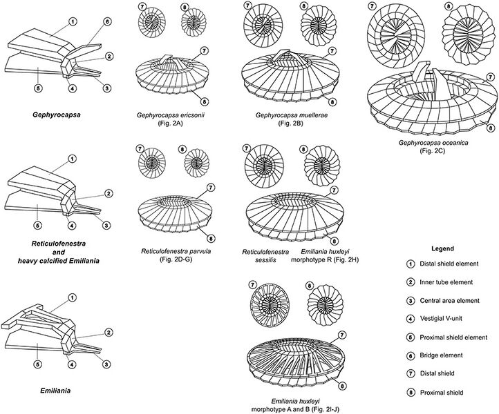 File:Coccolith structures of representative Noelaerhabdaceae.jpg