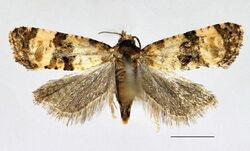 Cochylis atricapitana female.JPG