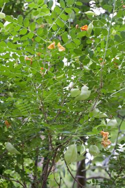 Colutea orientalis - Feuillage.jpg