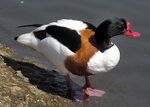 Common.shelduck.2.arp.750pix.jpg