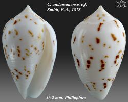 Conus andamanensis 1-cf.jpg