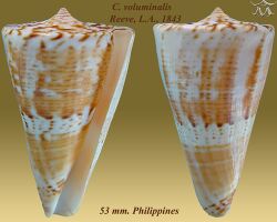 Conus voluminalis 3.jpg