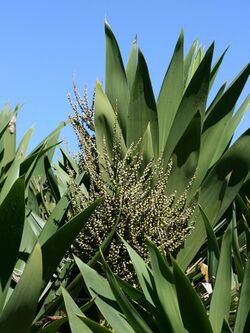 CordylineObtectaFruit.jpg