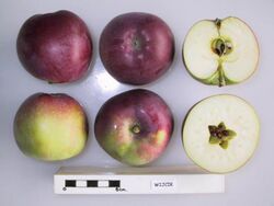 Cross section of Wijcik, National Fruit Collection (acc. 1984-137).jpg