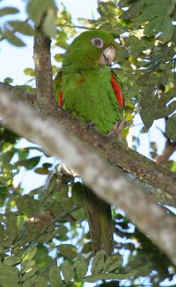 Cuban Parakeet (Aratinga euops) -in tree-6-4c.jpg
