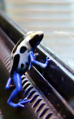 Dendrobates tinctorius intellect.JPG