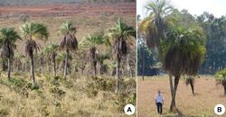 Dez anos entre o propágulo e a planta madura de Butia purpurascens Glassman (Arecaceae) uma palmeira endêmica e ameaçada de extinção do Cerrado brasileiro (page 2 crop).jpg