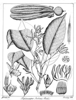 Dipterocarpus indicus Govindoo.jpg