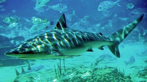 A grey shark swimming in shallow, sun-dappled waters, with a large school of smaller fish in the background